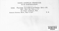 Puccinia crepidis-acuminatae image
